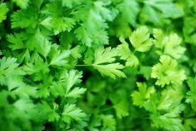 Parsley: